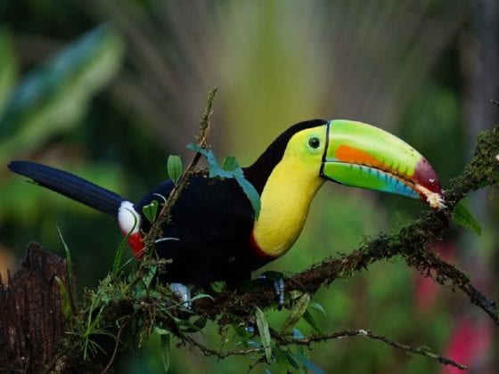 autotour costa rica